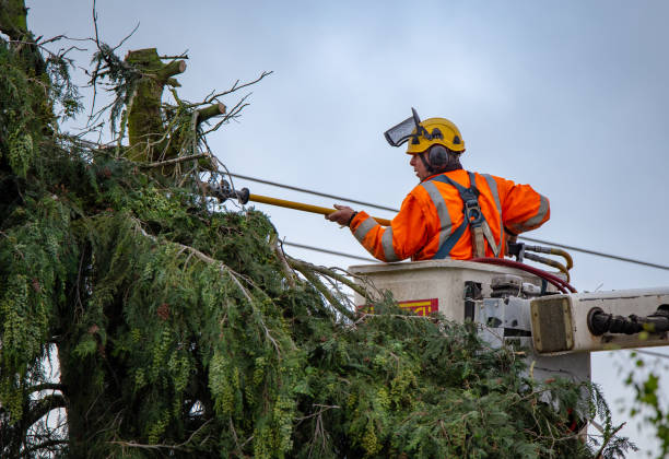 Reliable Stansberry Lake, WA Tree Services Solutions